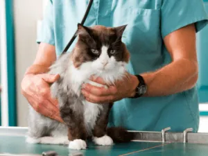 Atendimento de gato de pelo longo em mesa de clínica veterinária
